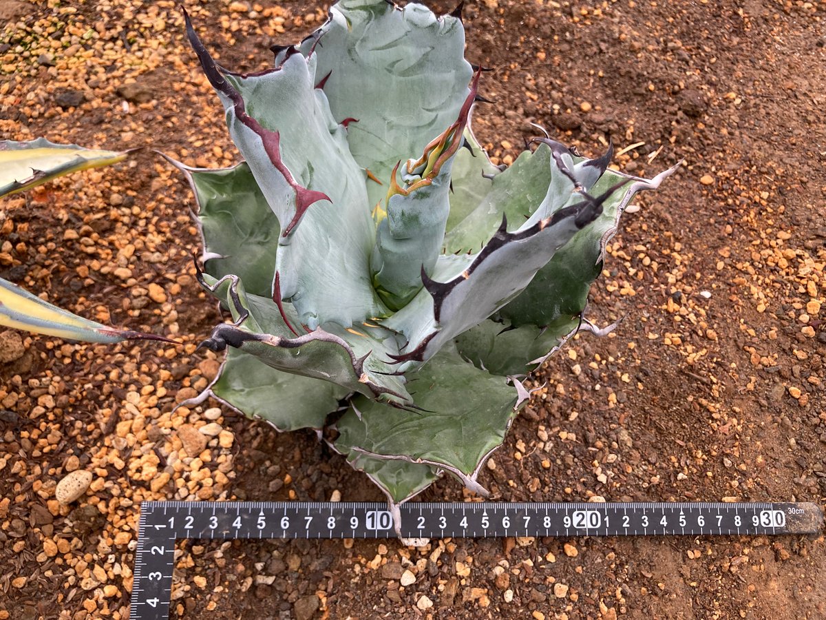 抜き苗】チタノタ×コロラータ 極上個体（250912） | アガベの専門店