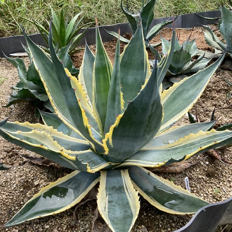 ドライガーデン | STORES