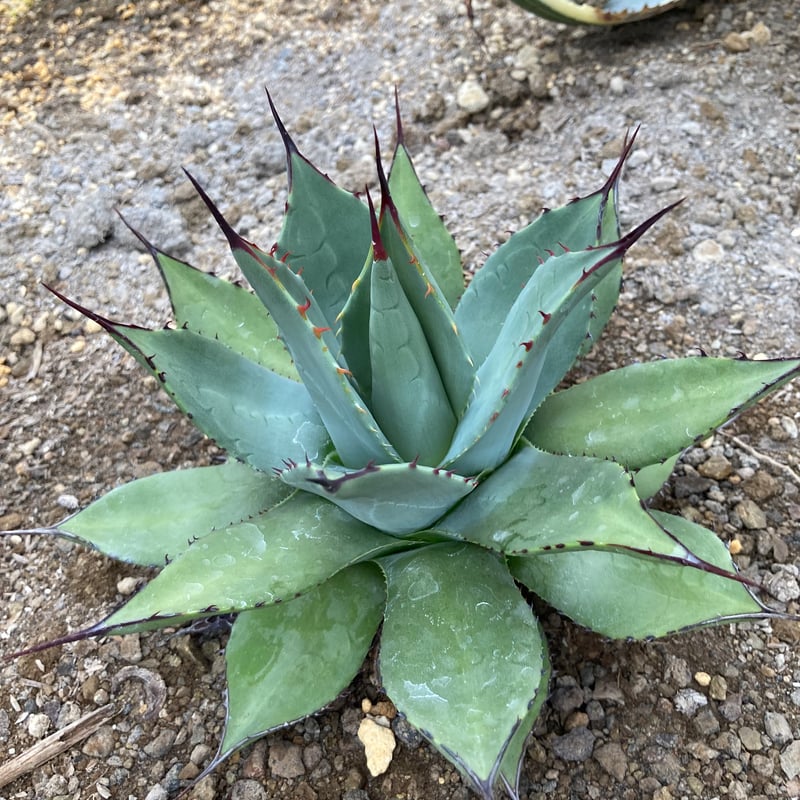 抜き苗】パリー・ホーチエンシス・ウェイクフィールド （250912