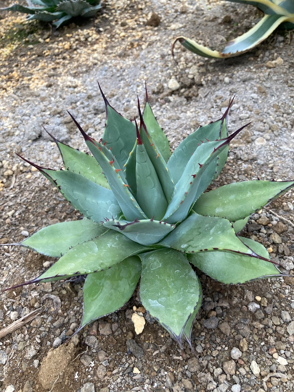 抜き苗】パリー・ホーチエンシス・ウェイクフィールド （250912