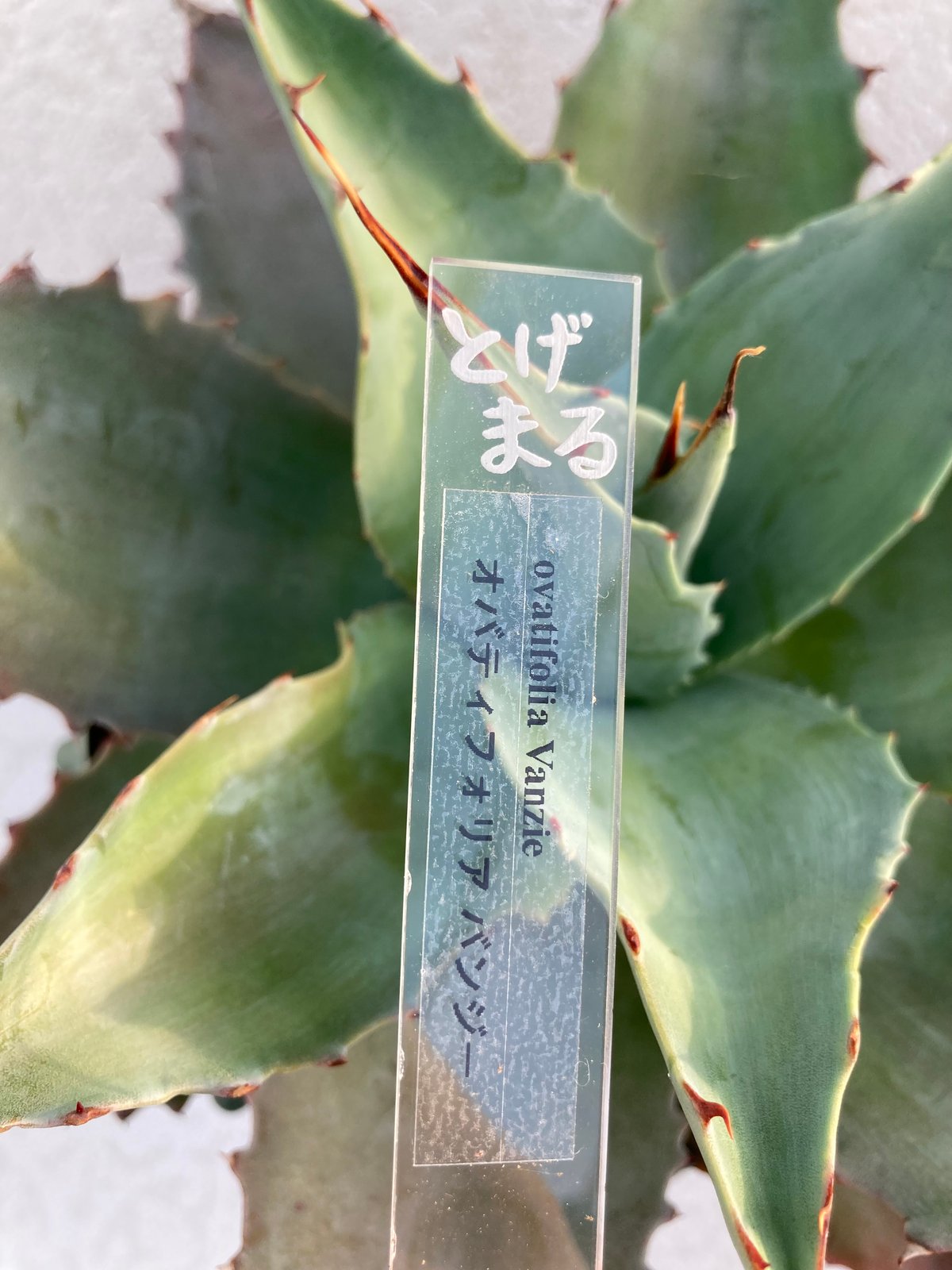 オバティフォリア ヴァンジー / ovatifolia Vanzie | アガベの専門店