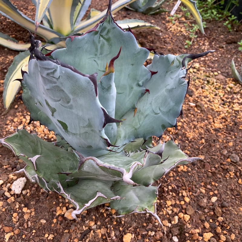 抜き苗】チタノタ×コロラータ 極上個体（250912） | アガベの専門店