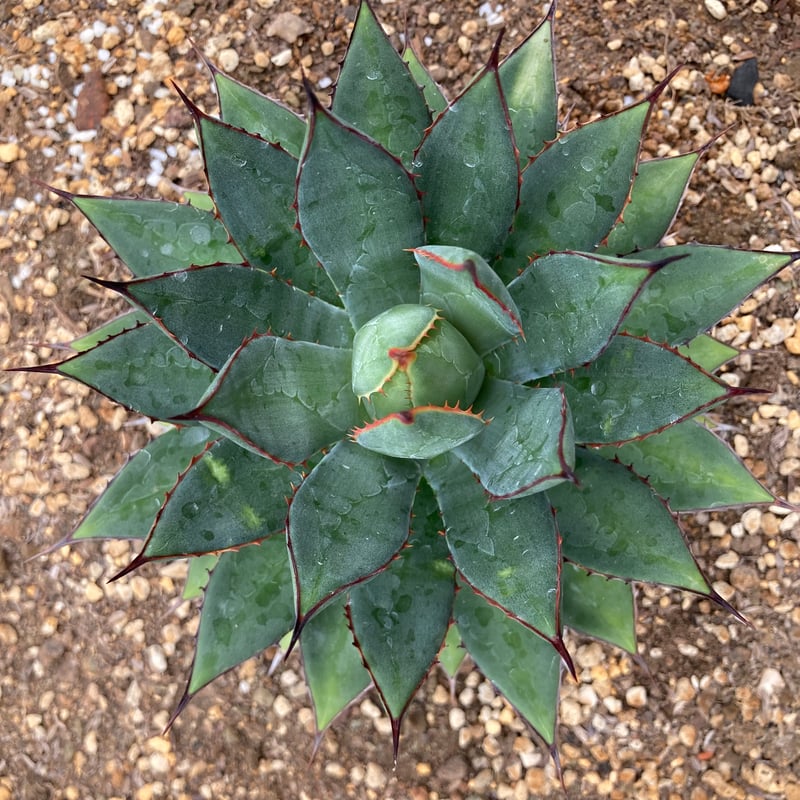 抜き苗】フィリフェラ×イシスメンシス（250912） | アガベの専門店