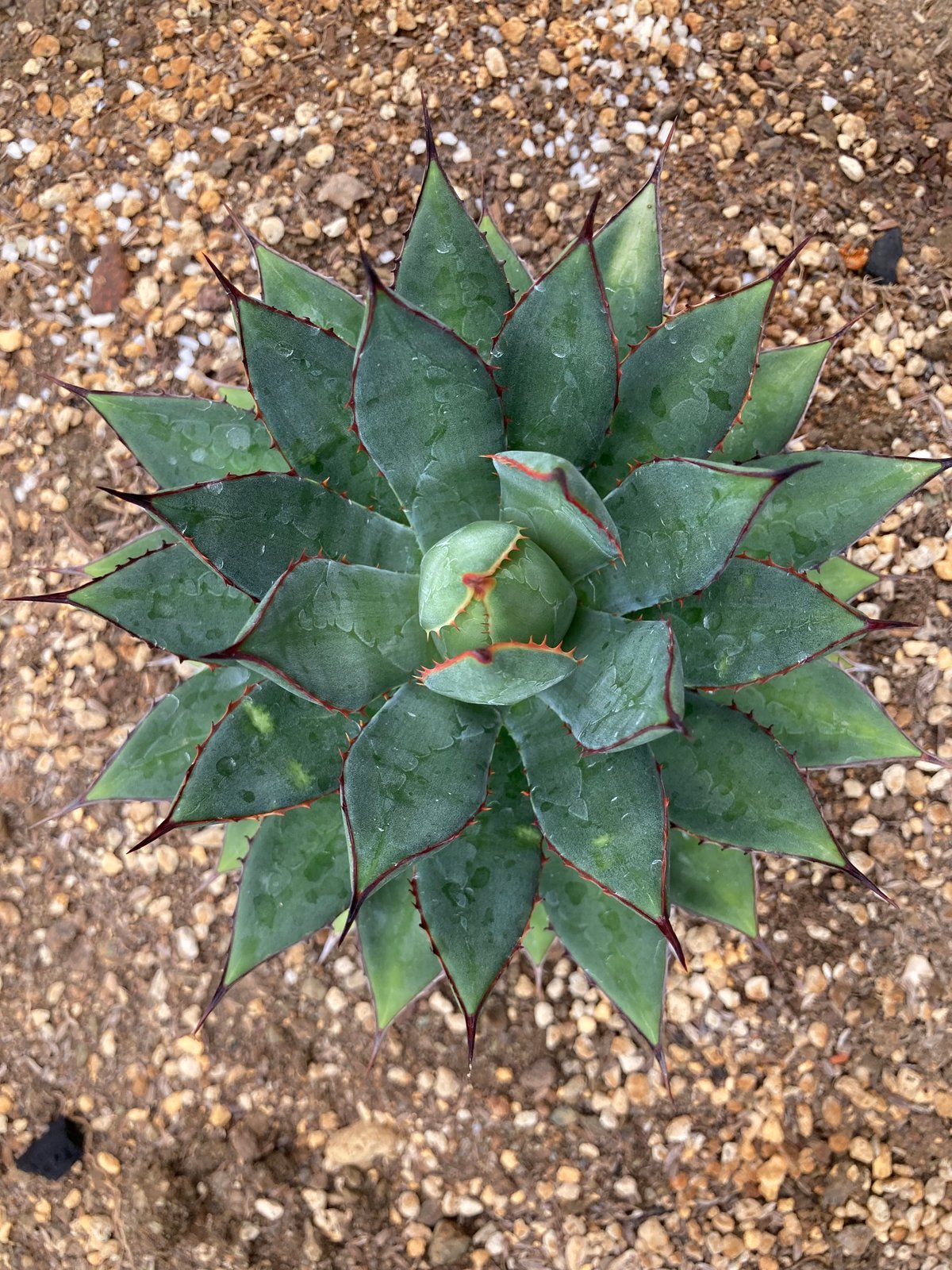 抜き苗】フィリフェラ×イシスメンシス（250912） | アガベの専門店