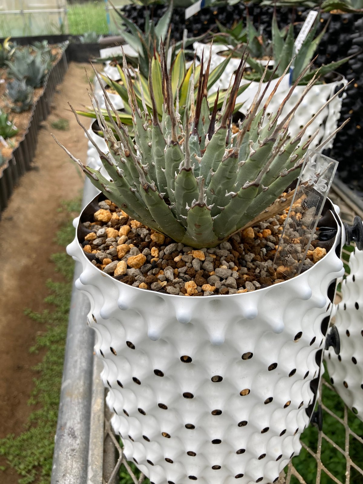 ユタエンシス・エボリスピナ 完全発根個体（250912） | アガベの専門店