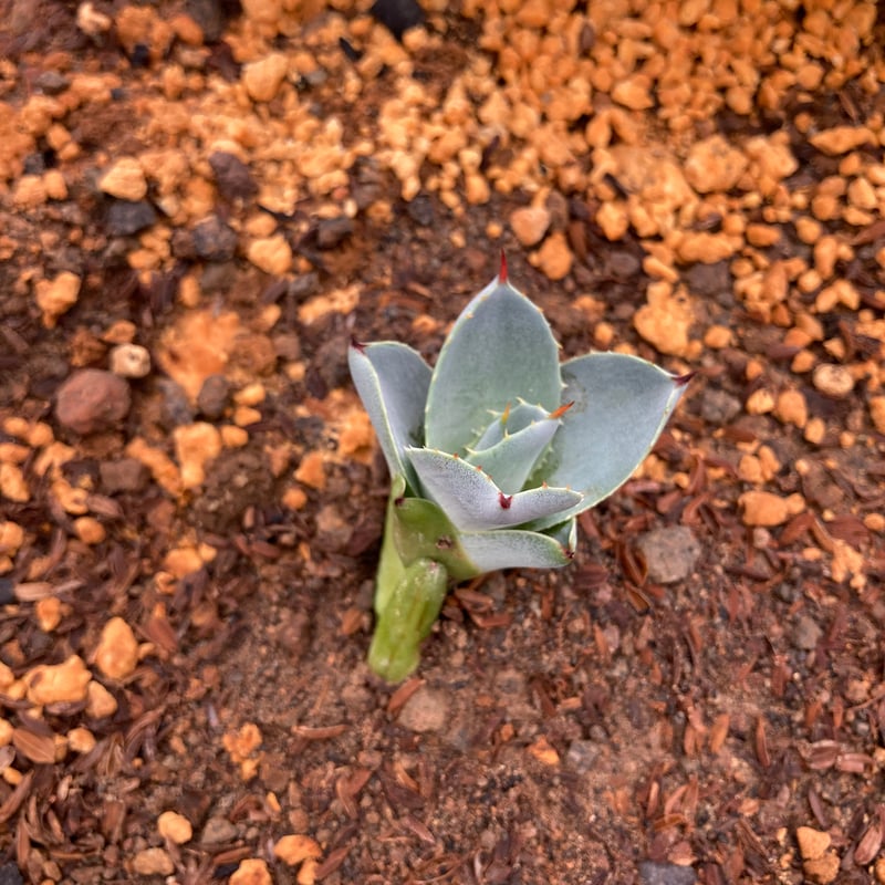 kurako　アガベ　トランカータ　大株40㎝　美株　パリ― AGAVE Parryi truncata アガベ パリー トランカータ 大サイズ(10