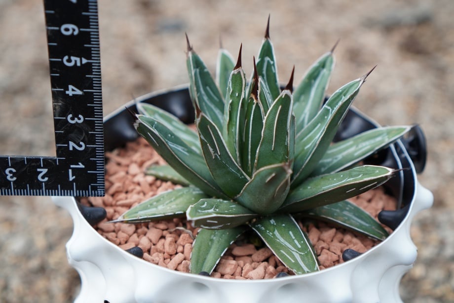 ニッケルシー / Nickelsiae (No.1-240814) | アガベの専門店 とげまる