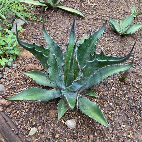 アガベの専門店 とげまる