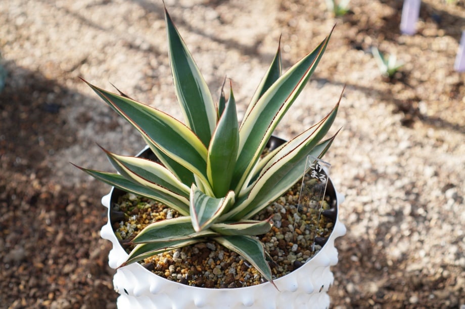 アガベ スノーグロー お化け斑 アガベ図鑑 - AGAVELOVER