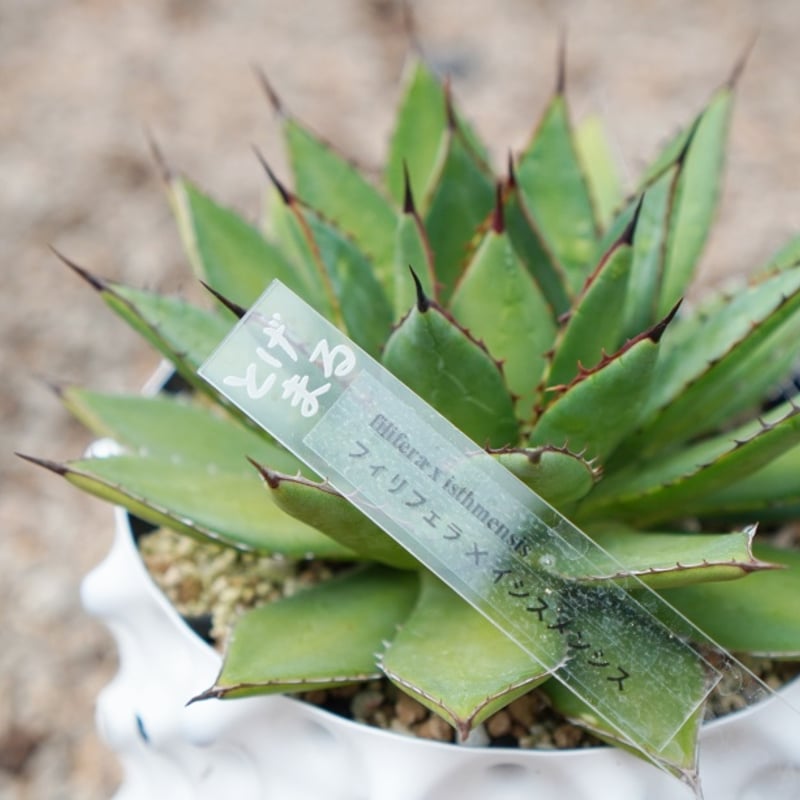 アガベ フィリフェラ×イシスメンシス スペイン産 優良株（極上）