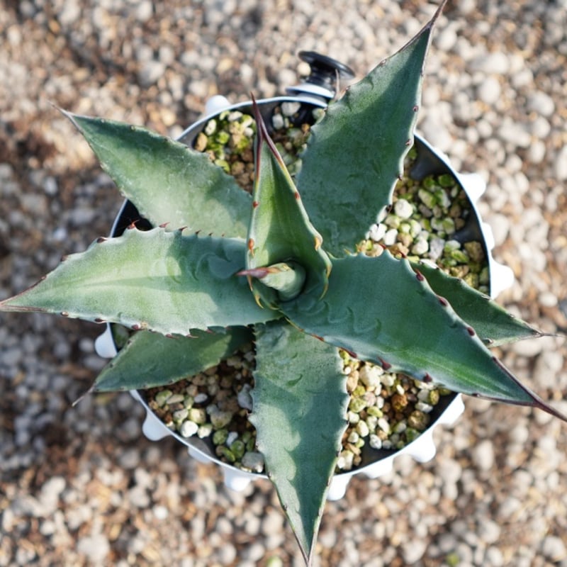 モンタナ / montana (No.1-240905) 実生 | アガベの専門店 とげまる