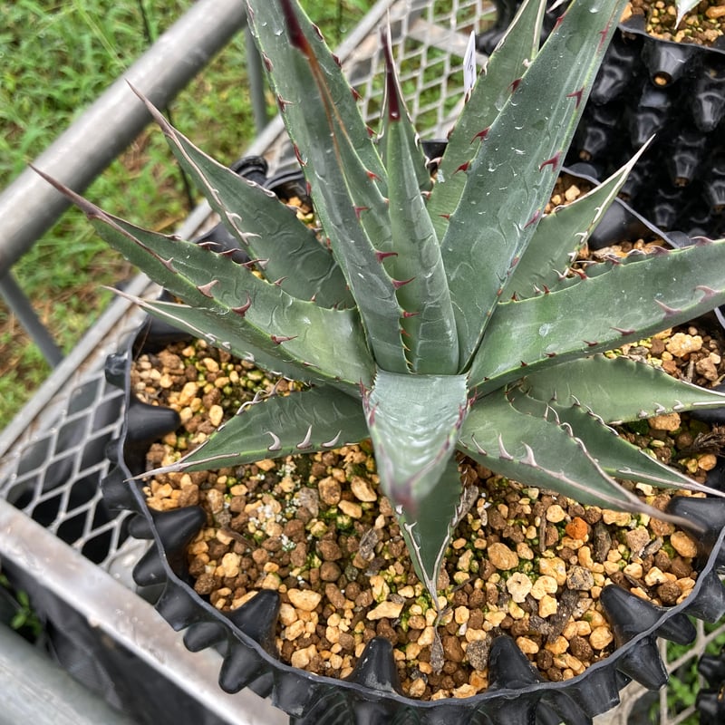 抜き苗】マッケルベヤナ レア (250914） | アガベの専門店 とげまる