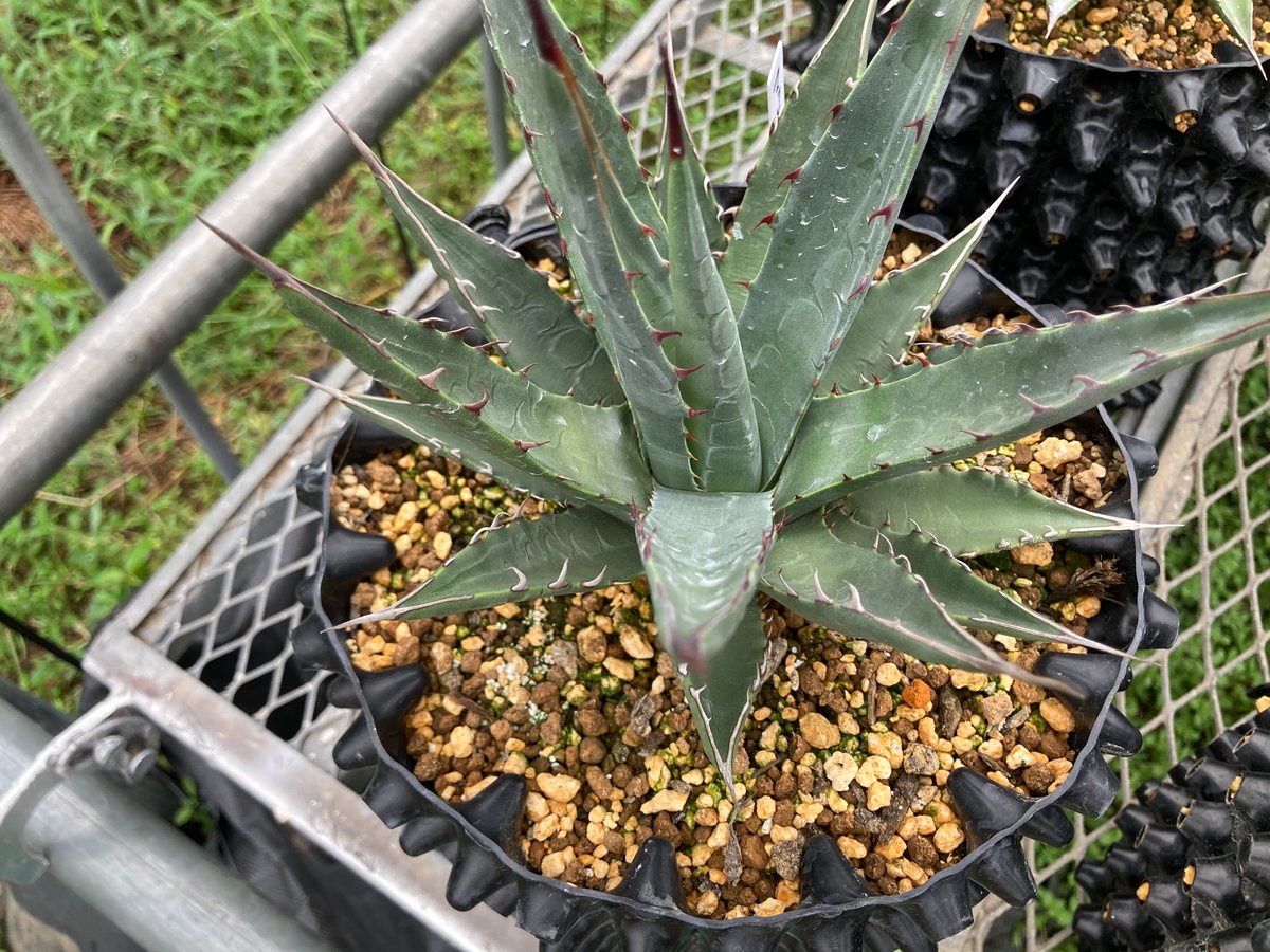 抜き苗】マッケルベヤナ レア (250914） | アガベの専門店 とげまる
