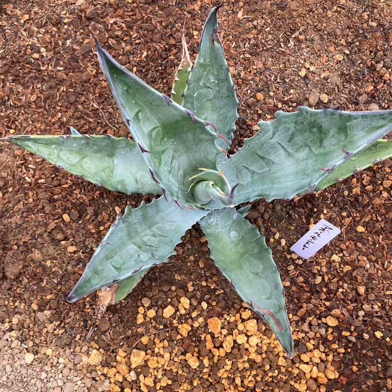 抜き苗】アズールモントレー レア（250912） | アガベの専門店 とげまる