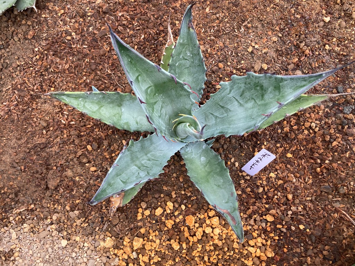 アガベ アズールモントレー 選抜株 モンタナ アガベ アズール