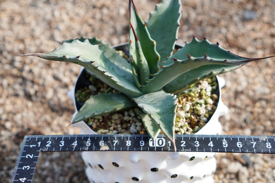 モンタナ / montana (No.1-240905) 実生 | アガベの専門店 とげまる