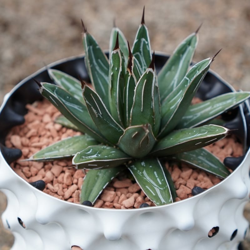 アガベ 　ニッケルシー　大株 アガベ ニッケルシー Agave nickelsiae No.2 | mana's farm
