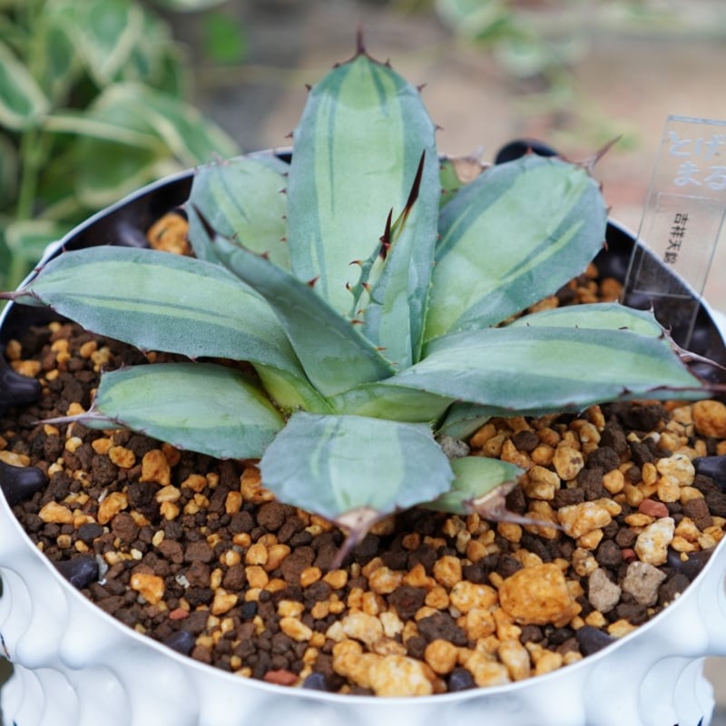 吉祥天錦（250706） | アガベの専門店 とげまる