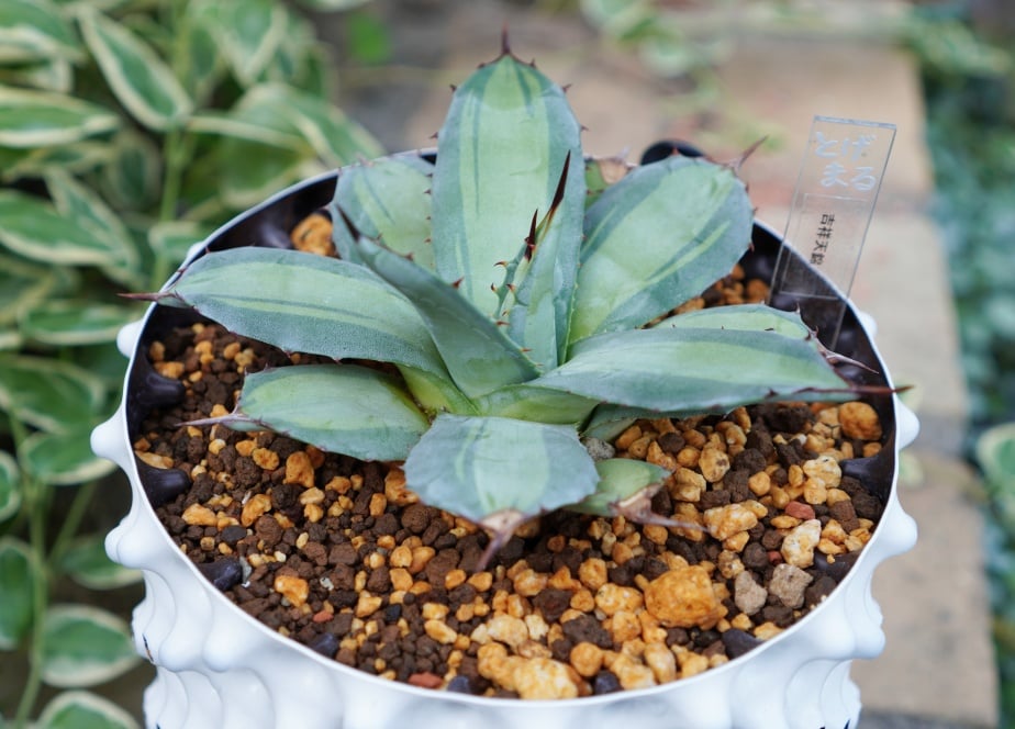 吉祥天錦（250706） | アガベの専門店 とげまる