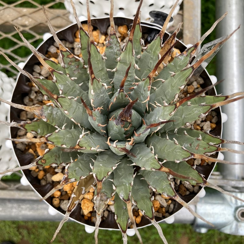 ユタエンシス・エボリスピナ 完全発根個体（250912） | アガベの専門店