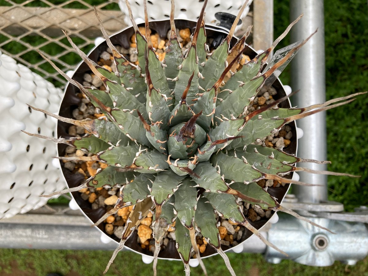 ユタエンシス・エボリスピナ 完全発根個体（250912） | アガベの専門店