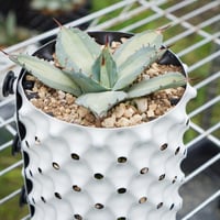 2 アガベ ユタエンシス エボリスピナ 丸型 良型 ユタエンシス・エボリスピナ 完全発根個体（250912） | アガベの