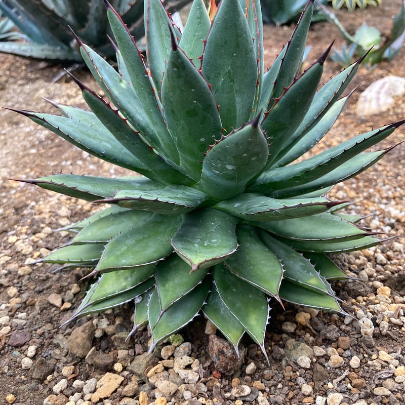 抜き苗】フィリフェラ×イシスメンシス（250912） | アガベの専門店