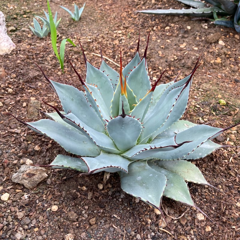 トランカータ(20cm抜き苗) アガベ パリー アガベ パリー トランカータ | mana's farm:塊根植物・アガベ