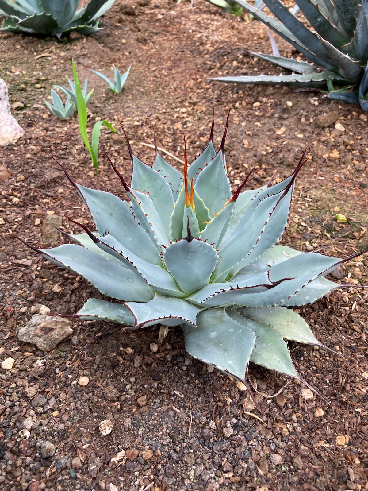 パリートランカータ　奇形葉 楽天市場】【送料無料】アガベ パリー トルンカータ