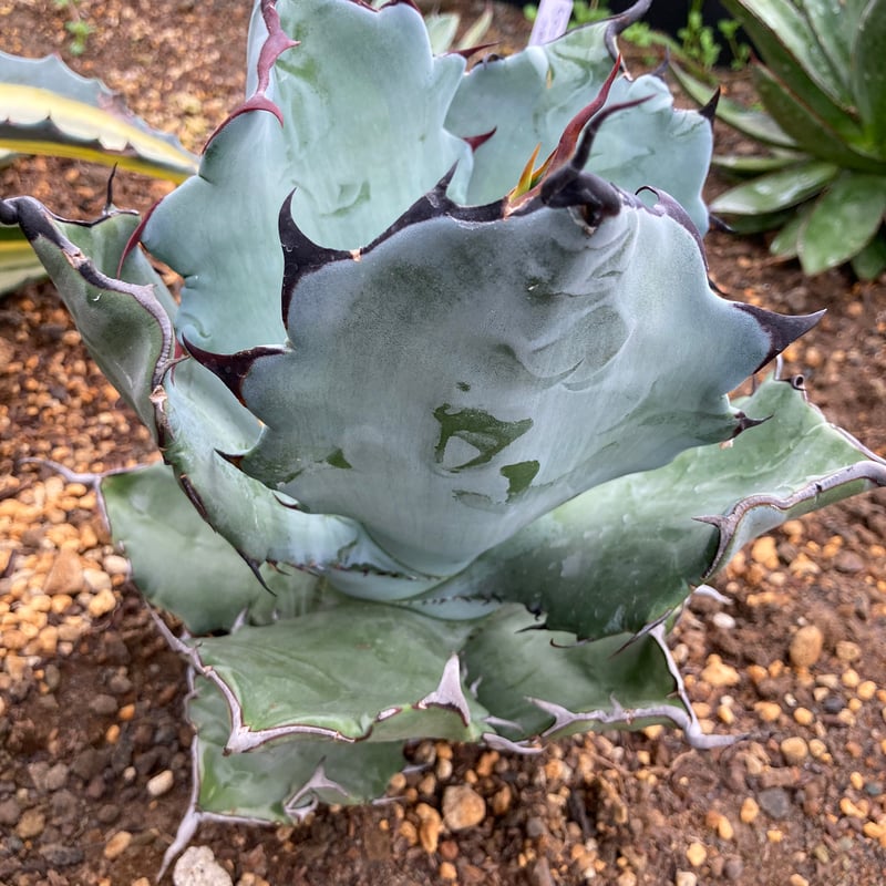 抜き苗】チタノタ×コロラータ 極上個体（250912） | アガベの専門店