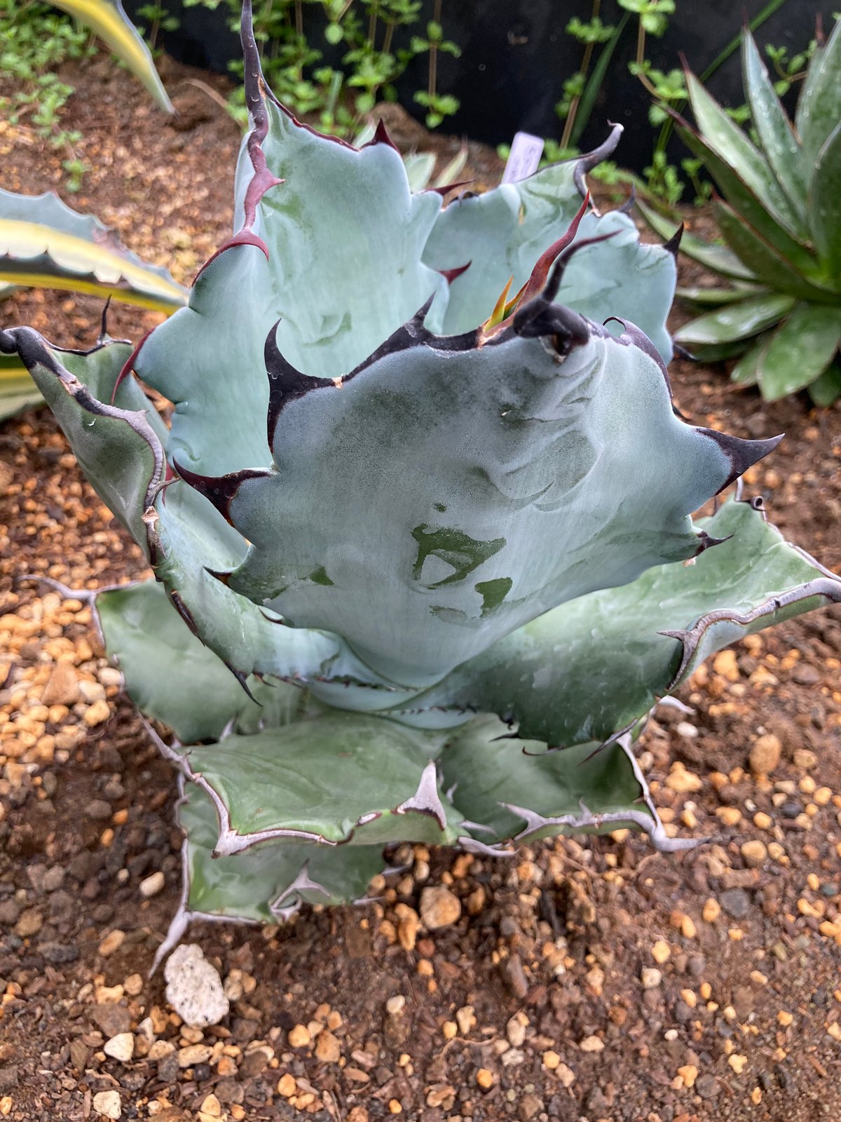 抜き苗】チタノタ×コロラータ 極上個体（250912） | アガベの専門店