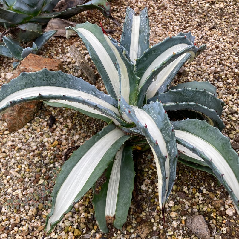 抜き苗】アメリカーナ・華厳 (250912） | アガベの専門店 とげまる