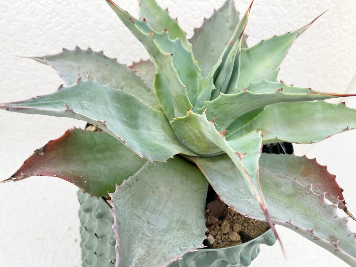 k*h様 y102Agave ovatifolia 'Moby' アガベ オバテ k*h様 y102Agave ovatifolia 'Moby' アガベ オバテ アガベ オバティ
