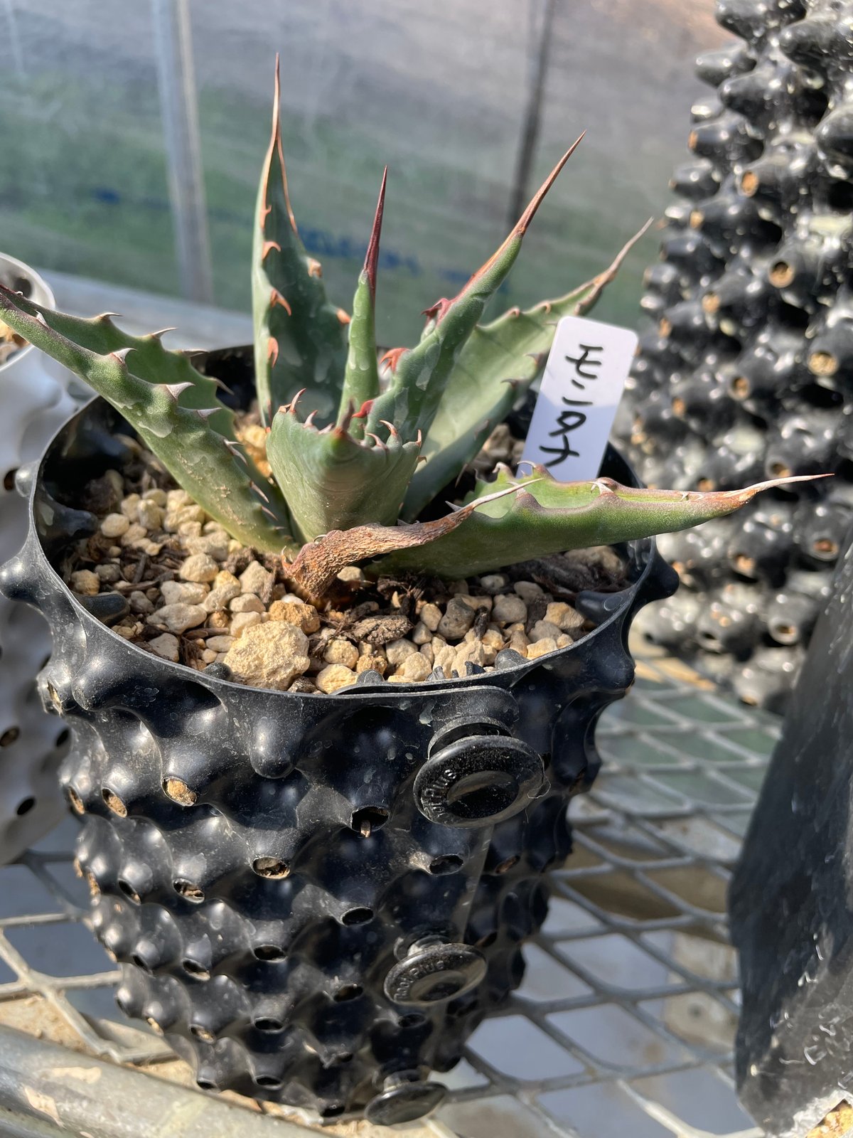 アガベ　モンタナ　抜き苗 モンタナ 強鋸歯タイプ 特選個体【抜き苗】 | とげまる園芸