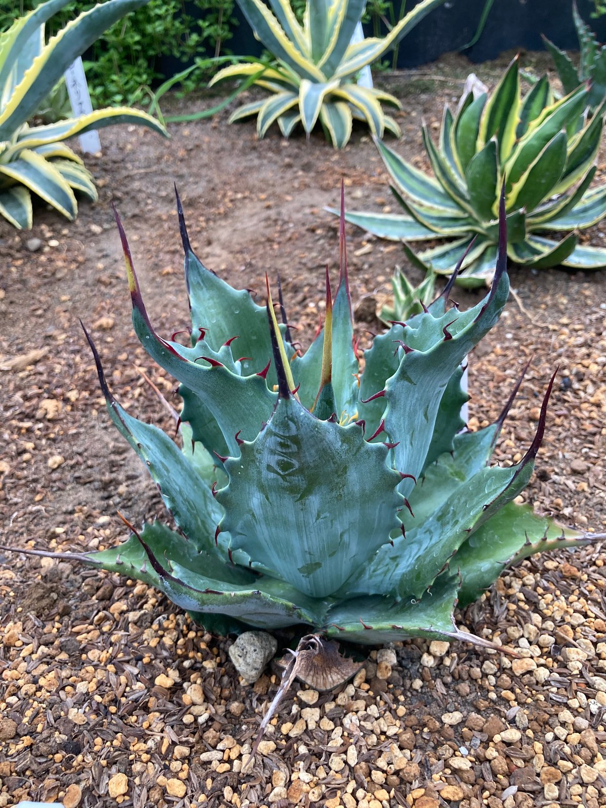 アガベ　シャウィ×ポタトラム　シャウポタ　 コロナデルディアブロ　ハイブリッド 抜き苗】シャウィー×ポタトラム・コロナ・デル・ディアブロ 美株