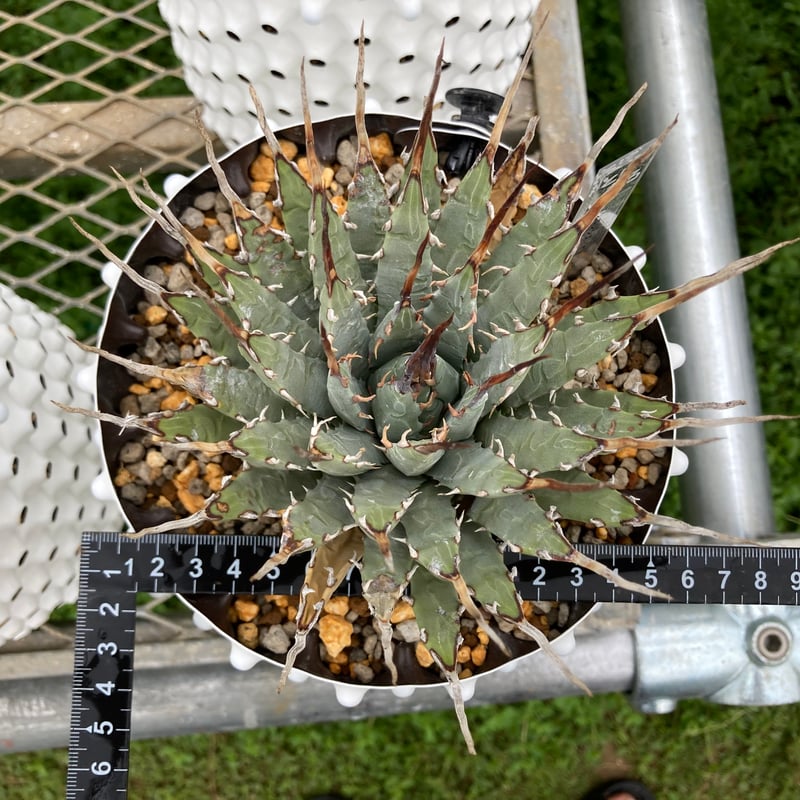 2 アガベ ユタエンシス エボリスピナ 丸型 良型 アガベ ユタエンシス エボリスピナ 良型 コンパクト④