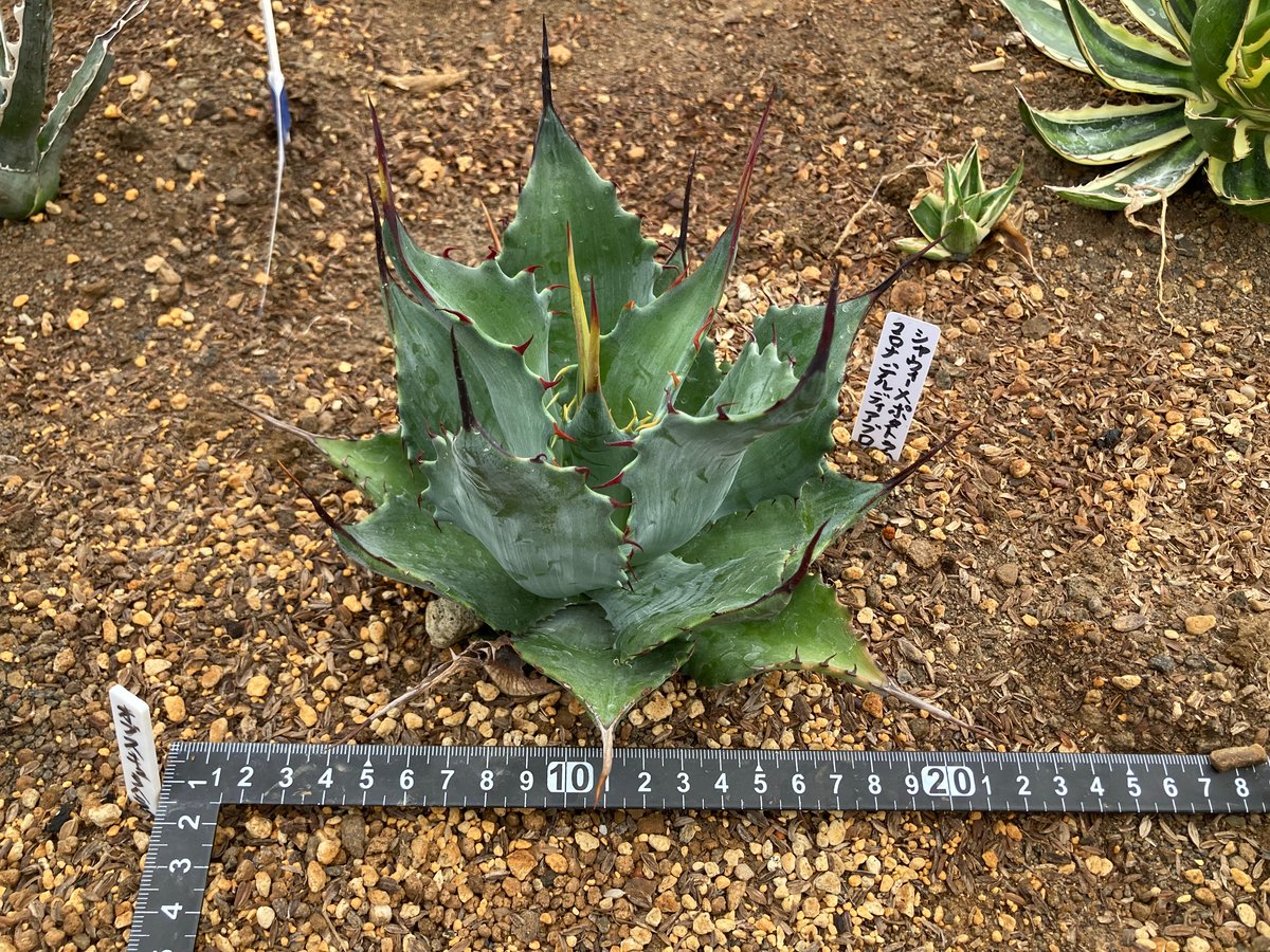 アガベ　シャウィ×ポタトラム　シャウポタ　 コロナデルディアブロ　ハイブリッド アガベ シャウィ×ポタトラム シャウポタ コロナデルディアブロ