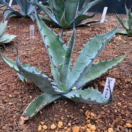 アガベ　アズールモントレー　選抜株　　モンタナ 多肉植物#アガベ#アガベアズールモントレー いまだによく分から