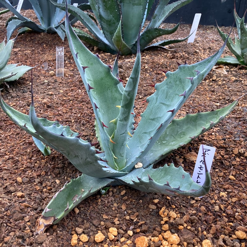 抜き苗】アズールモントレー レア（250912） | アガベの専門店 とげまる