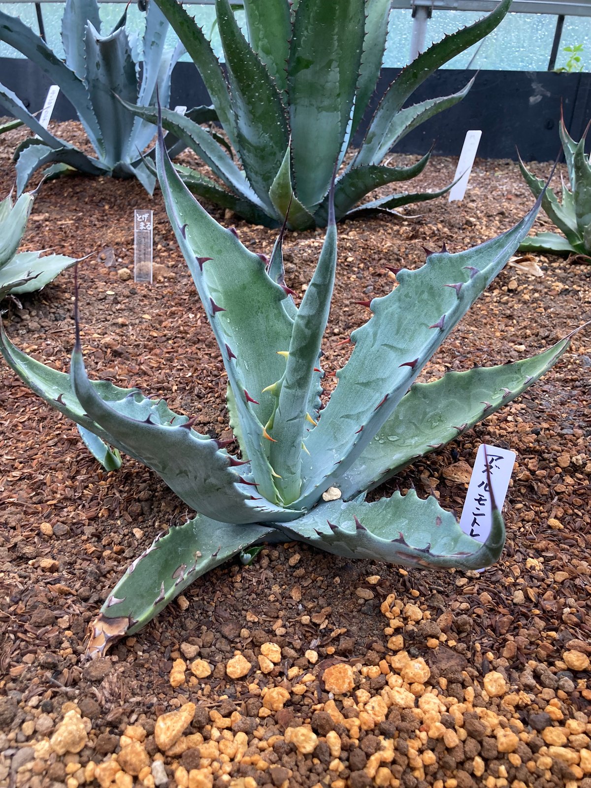 アガベ　アズールモントレー　選抜株　　モンタナ 抜き苗】アズールモントレー（250912） | アガベの専門店 とげまる