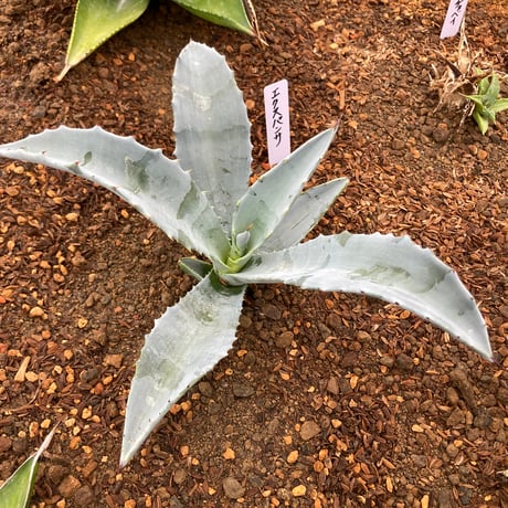 はな　アメリカーナ2株セット 彩速ナビ エルグランド(E52系・H22/8〜現在)専用 KENWOOD / MDV-MX12F