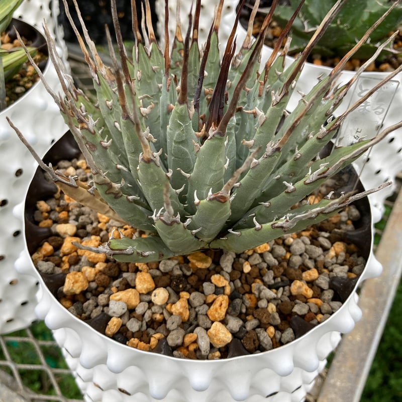 ユタエンシス・エボリスピナ 完全発根個体（250912） | アガベの専門店