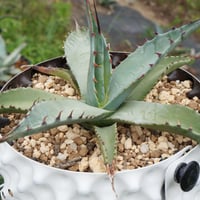 抜き苗】チタノタ×コロラータ 極上個体（250912） | アガベの専門店