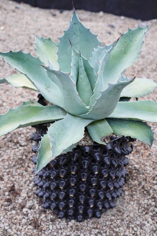 3 アガベ パリーハイブリッド ホーチエンシス×オバティフォリア