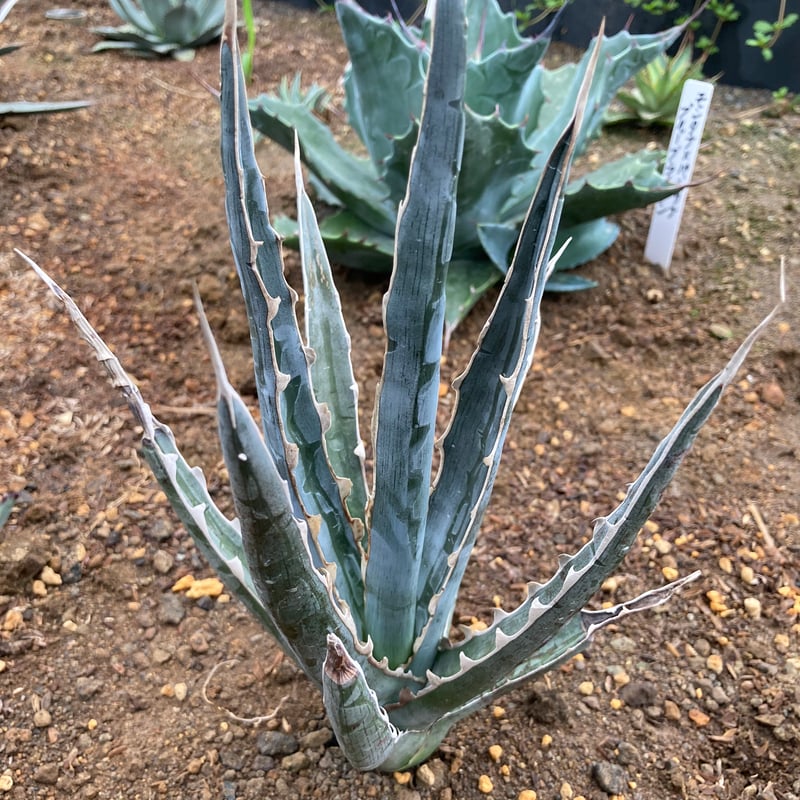 抜き苗】キシロナカンサ・ソードフィッシュ（250912） | アガベの専門
