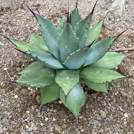 ブルーグロー、パリートランカータ 楽天市場】アガベ パリートルンカータ（観葉植物｜花・観葉植物