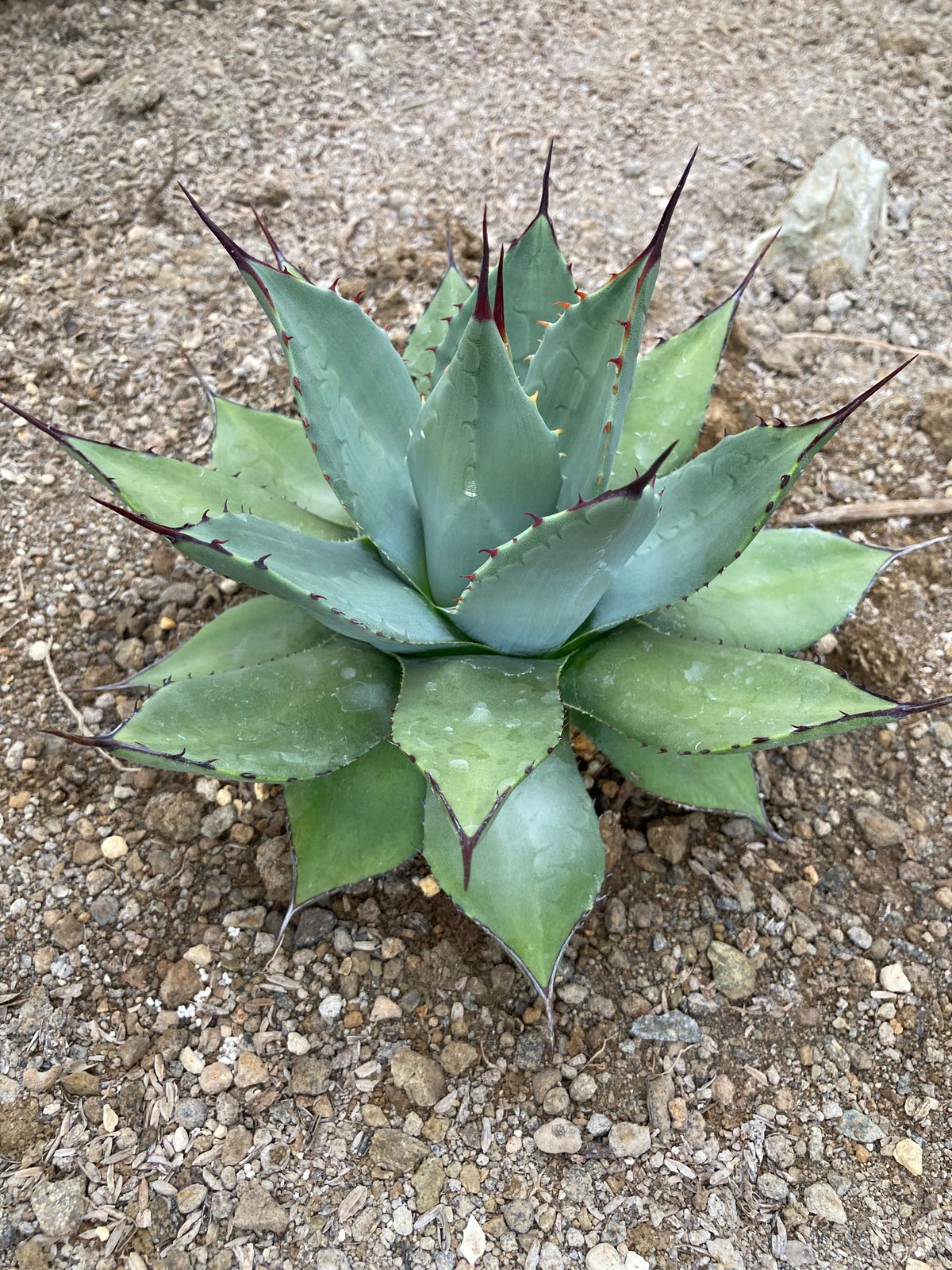 fit=scale-down,w=1200