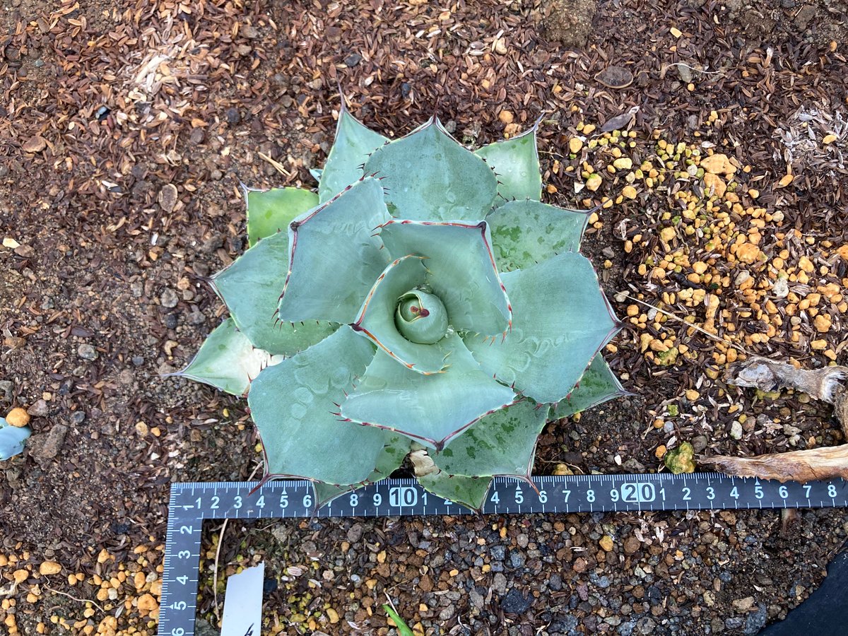 アガベ　トランカータ　５号鉢つき　ハンティントン丸葉タイプ❗ アガベ トランカータ 5号鉢つき ハンティントン丸葉タイプ