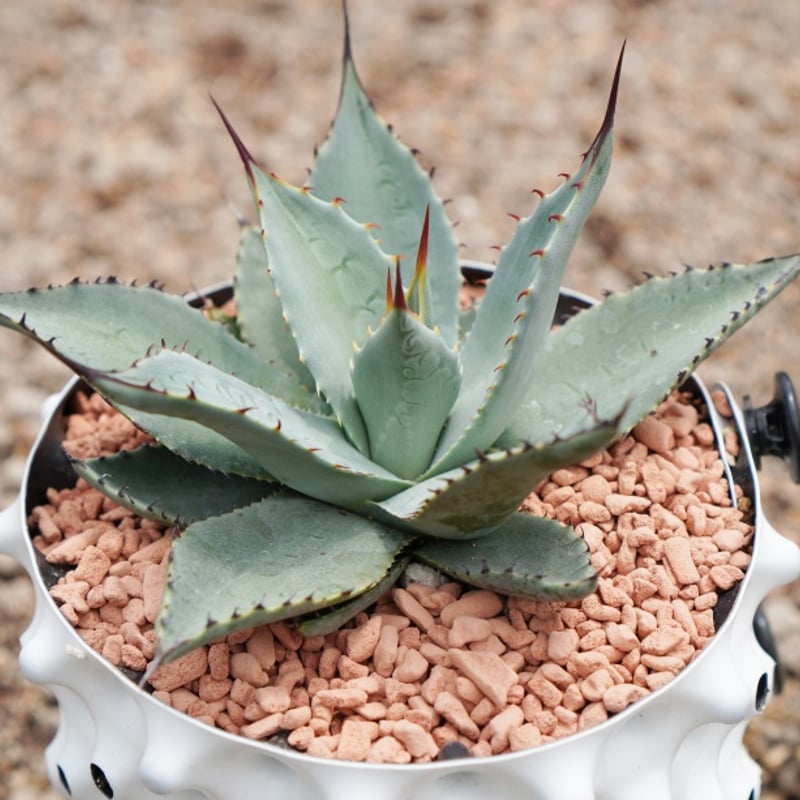 【特大美株】アガベ パリー・ウェイクフィールド 幅53cm×高さ30cm 特大美株】アガベ パリー・ウェイクフィールド 幅53cm×高さ30cm