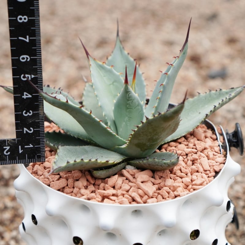 パリー ホーチエンシス　中株　美株　国内実生　耐寒性　即戦力　地植え アガベ・パリー 'ホーチエンシス'（吉祥天）｜Agave parryi var